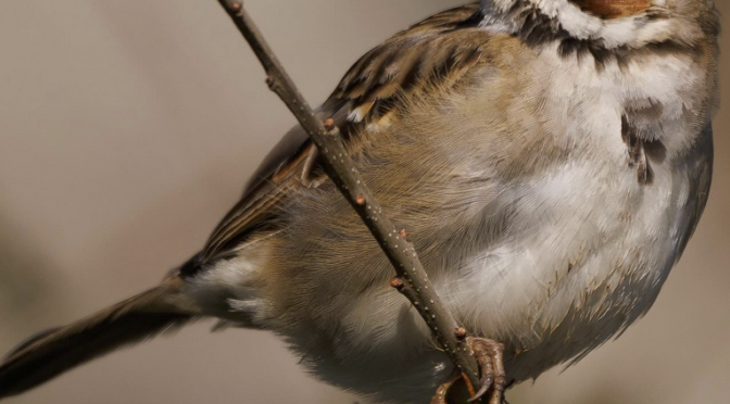 NC Rare bird alert: Lark Sparrow at Ft.Fisher